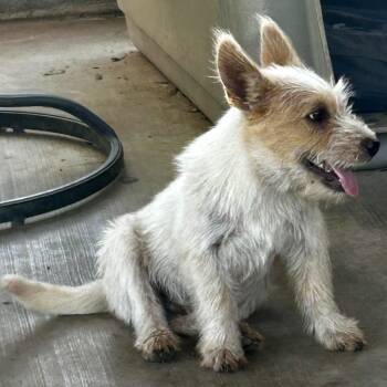 Duncan The Little Explorer With a Big Heart -  West Highland White Terrier Westie and Norfolk Terrier Dog Available for Adoption in Houston, Texas - Duncan The Little Explorer With A Big Heart | PetCurious