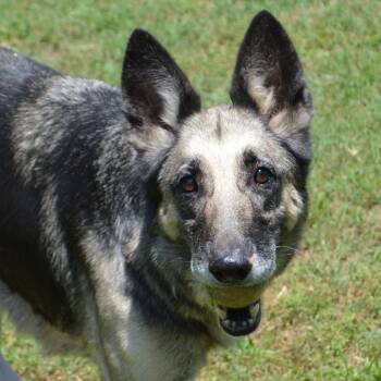 Rescue German Shepherd Dog Dogs for Adoption in Athens, Alabama - Bella | PetCurious
