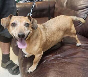 BUTCH -  Dachshund Dog for Adoption in Lexington, Tennessee - BUTCH | PetCurious
