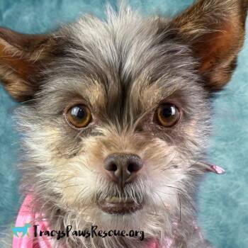 Rescue Yorkshire Terrier Dogs for Adoption in Hondo, Texas - Carly With The Darling Underbite | PetCurious