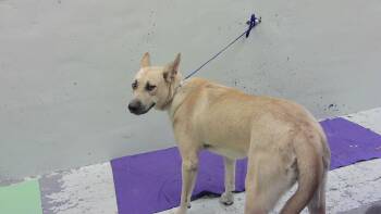 CANELA -  German Shepherd Dog and Mixed Breed Dog for Adoption in Houston, Texas - CANELA | PetCurious