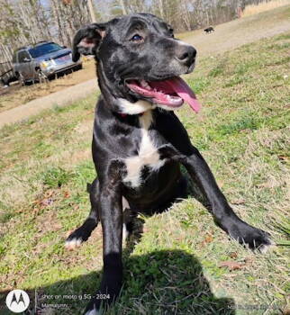 Rescue Labrador Retriever Dogs for Adoption in Rutherfordton, North Carolina - Astaria | PetCurious