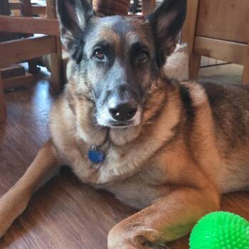 German Shepherd Dog Dogs Available for Adoption - Raven | PetCurious