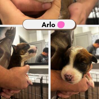 Arlo -  Australian Shepherd and American Staffordshire Terrier Dog for Adoption in Phoenix, Arizona - Arlo | PetCurious
