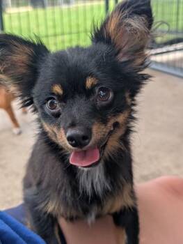Bean -  Papillon and Chihuahua Dog for Adoption in Aiken, South Carolina - Bean | PetCurious