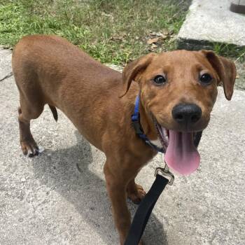 Merlot -  Rhodesian Ridgeback and Mixed Breed Dog for Adoption in Sarasota, Florida - Merlot | PetCurious