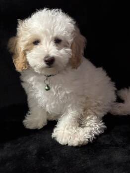 Ranger -  Maltipoo Dog for Sale in Riverside, California - Ranger | PetCurious