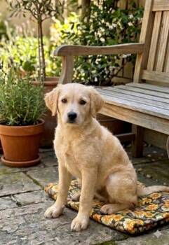 Golden Retriever and Labrador Retriever Dogs Available for Adoption - **ARLO** | PetCurious