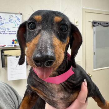 Gracie -  Dachshund Dog for Adoption in Pekin, Illinois - Gracie | PetCurious