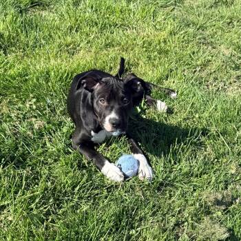 Pit Bull Terrier Dogs Available for Adoption in Columbia, Maryland - Bagel | PetCurious