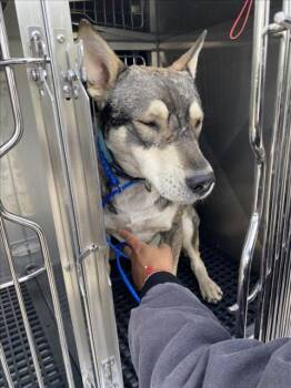 Mixed Breed Dogs Available for Adoption - LEON | PetCurious