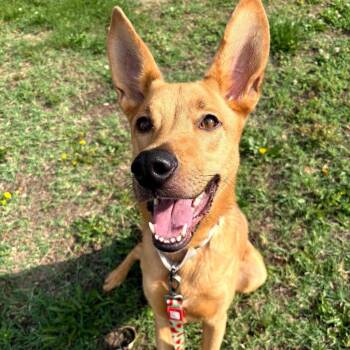 Aero -  Mixed Breed Dog for Adoption in Fredericksburg, Virginia - Aero | PetCurious