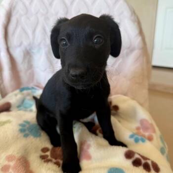 Labrador Retriever Dogs Available for Adoption in Murray, Utah - Pac-Man | PetCurious