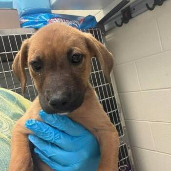 Black Mouth Cur and Mixed Breed Dogs Available for Adoption in Bastrop, Texas - Hazelnut 26-05-181 | PetCurious