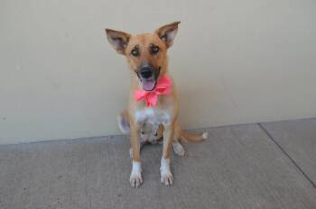 Ember -  Shepherd Dog for Adoption in Mckinney, Texas - Ember | PetCurious