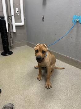 Mastiff Dogs Available for Adoption in Las Vegas, Nevada - GROOT | PetCurious