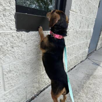 Beagle and Dachshund Dogs Available for Adoption in Marion, Virginia - Starla | PetCurious