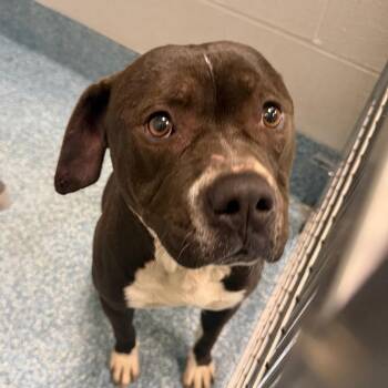 Pit Bull Terrier Dogs Available for Adoption - WILCO | PetCurious