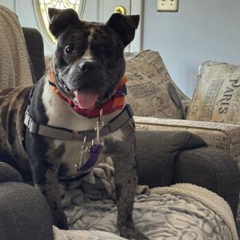 Mixed Breed Dogs Available for Adoption in Dover, New Hampshire - Ryatt *Available Soon* | PetCurious