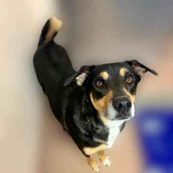 Drax -  Shepherd and Mixed Breed Dog for Adoption in Reno, Nevada - Drax | PetCurious