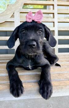Black Labrador Retriever and Schnauzer Dogs Available for Adoption in Foley, Alabama - Birdie | PetCurious