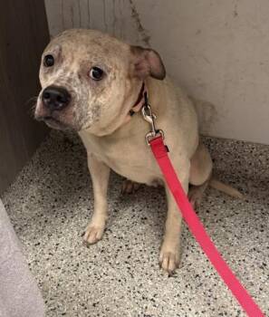 Ella -  Pit Bull Terrier and Mixed Breed Dog for Adoption in Kansas City, Missouri - Ella | PetCurious