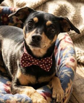 Leo -  Miniature Pinscher and Mixed Breed Dog for Adoption in Severance, Colorado - Leo | PetCurious