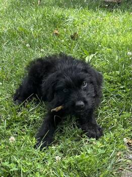 Toto -  Mixed Breed Dog for Adoption in Kenosha, Wisconsin - Toto | PetCurious