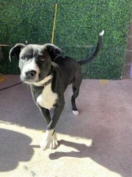 CHOPS -  Pit Bull Terrier and Mixed Breed Dog for Adoption in El Paso, Texas - CHOPS | PetCurious
