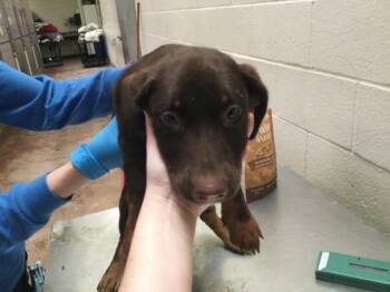 Labrador Retriever and Basset Hound Dogs Available for Adoption - VIOLET | PetCurious