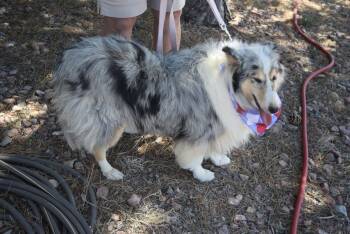 Collie Dogs Available for Adoption in Pueblo West, Colorado - Laina | PetCurious