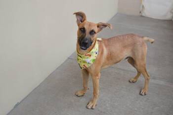 Moss -  Black Mouth Cur Dog for Adoption in Mckinney, Texas - Moss | PetCurious