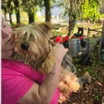 Terrier Dogs Available for Adoption - Lacy | PetCurious