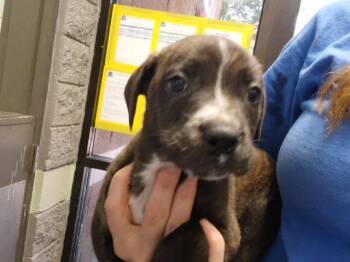 COOLER -  Pit Bull Terrier and Mixed Breed Dog for Adoption in Tulsa, Oklahoma - COOLER | PetCurious