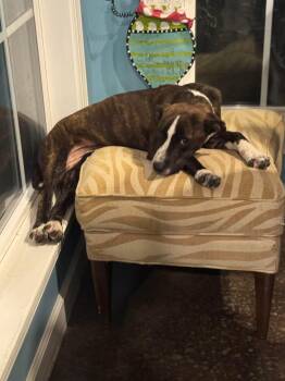 Rescue Boxer Dogs for Adoption in Holly Springs, Mississippi - Suki | PetCurious