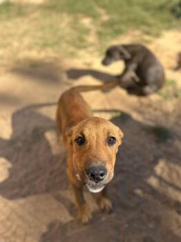 Willow -  Black Mouth Cur Dog for Adoption in Semmes, Alabama - Willow | PetCurious