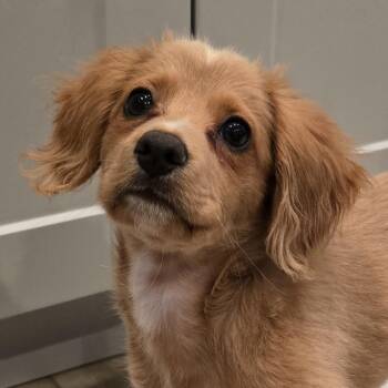Cocker Spaniel Dogs Available for Adoption in Normal, Illinois - Bruno | PetCurious