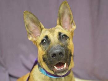 Kobe -  Shepherd and Pit Bull Terrier Dog for Adoption in Portland, Oregon - Kobe | PetCurious