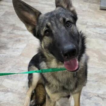 Perseus Major -  German Shepherd Dog Dog for Adoption in Denver, Colorado - Perseus Major | PetCurious