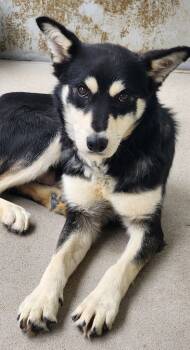 Rescue Husky and Cattle Dog Dogs for Adoption in Fort Lupton, Colorado - Herrah 2 | PetCurious