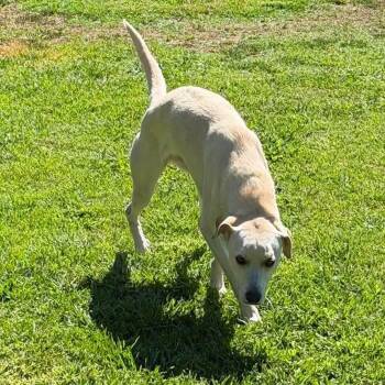 Fancy -  Mixed Breed Dog for Adoption in Wilton, California - Fancy | PetCurious