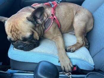 Rosco P Coltrane -  French Bulldog Dog for Adoption in Van Vleck, Texas - Rosco P Coltrane | PetCurious