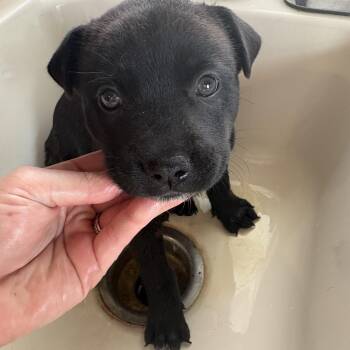 Pup 1 -  Mixed Breed Dog for Adoption in Frankfort, Indiana - Pup 1 | PetCurious