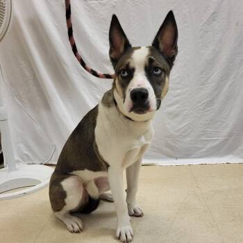 SCFL-Stray-66958 -  Mixed Breed Dog for Adoption in Lake Panasoffkee, Florida - SCFL-Stray-66958 | PetCurious