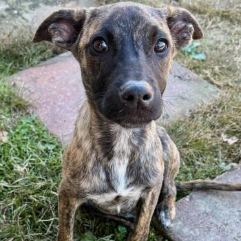 Rescue Black Mouth Cur Dogs for Adoption in Calera, Alabama - Doe | PetCurious