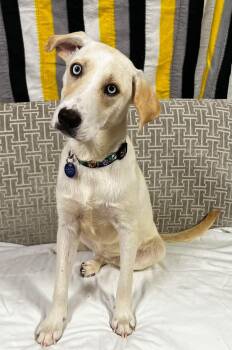 Citrine -  Labrador Retriever and Mixed Breed Dog for Adoption in Cedar Rapids, Iowa - Citrine | PetCurious