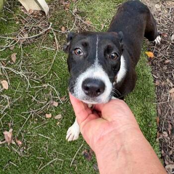 Yasmine -  Mixed Breed Dog for Adoption in Milton, Florida - Yasmine | PetCurious
