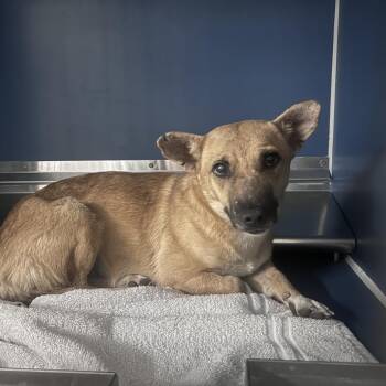 Cardigan Welsh Corgi and Chihuahua Dogs Available for Adoption in Yuma, Arizona - Cynthia | PetCurious
