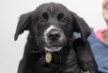 Labrador Retriever Dogs Available for Adoption in Mountain Home, Arkansas - Mohawk | PetCurious