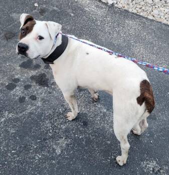 Izzy -  American Staffordshire Terrier and Dogo Argentino Dog for Adoption in Evansville, Indiana - Izzy | PetCurious